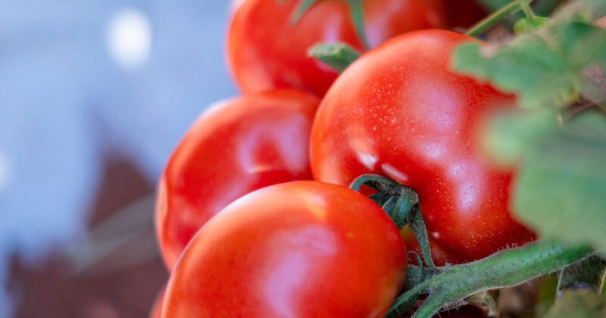 Tomatoes that defy viruses