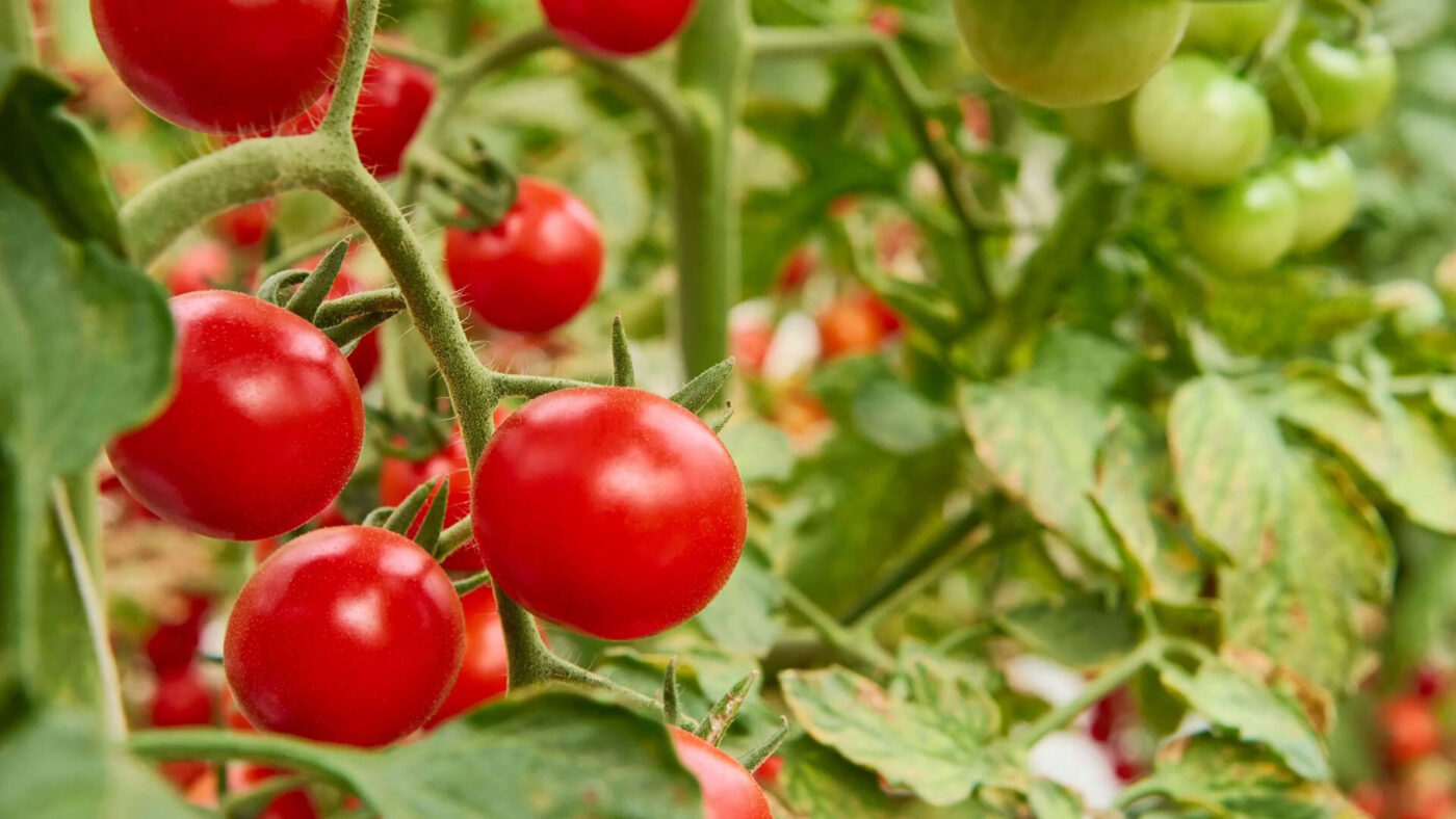 Tomatoes that defy viruses