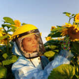 Thumb Sunflower Hybridization Breeding station South Dnipro Ukraine
